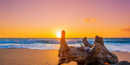 Tree Trunk on a pristine beach