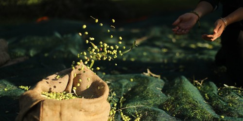 Olive oil harvesting at the Westin Costa Navarino, Peloponnese (Greece)